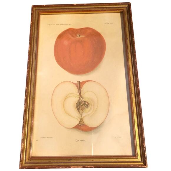 Vintage 1903 Yearbook Dept of Agriculture Art of Akin Apple . Plate xxxIL
